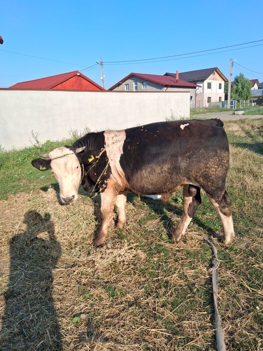 Vând taur de 10 luni