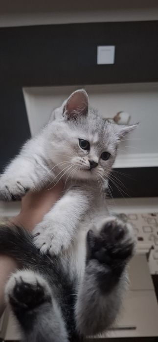 Котёнок на продажу