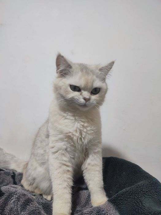 Paroda mushuk sotilad