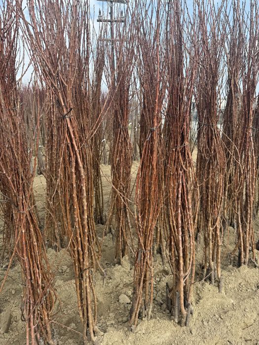 Разсадник Монтана - овошки дръвчета храсти лози