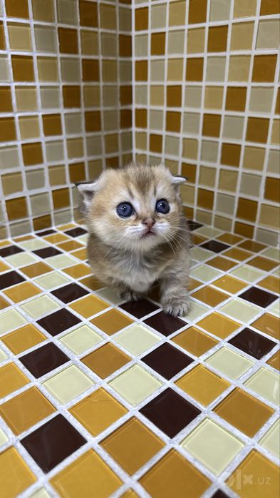 Манчкин килт девочка