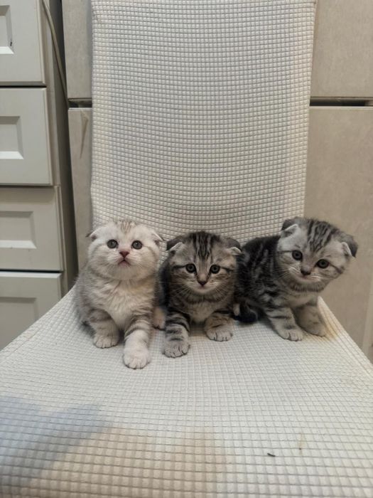 Шотландские вислоухие котята!