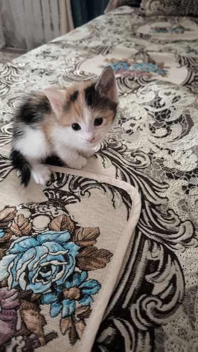 Животные домашнее кошки