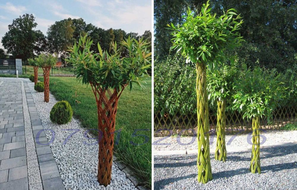 Salcie Salix americana tulpina impletita la ghiveci Posibilitate cumparare angro! Documente fiscale + Garantie + Inaltimi intre 140 - 300cm...