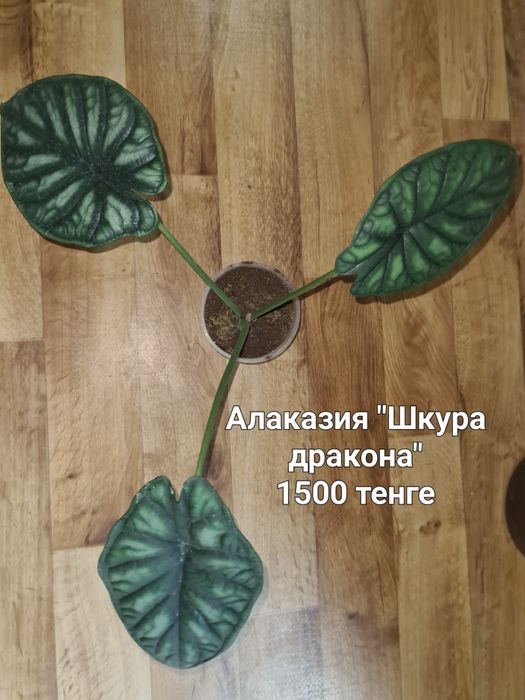 Комнатные цветы продаю