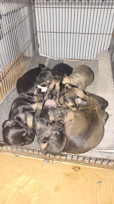 Продам щенков французского бульдога метисы !