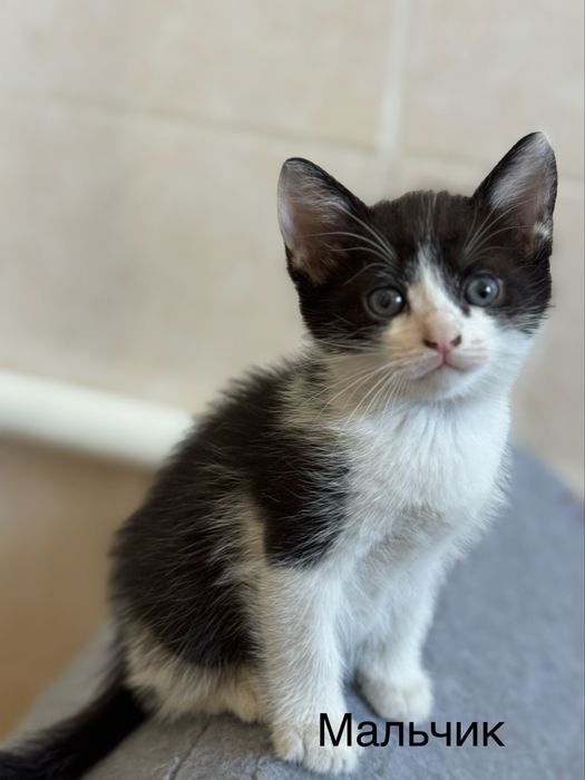 Котята 1,5 месяца