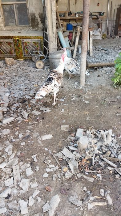 Продаются свои домашние индюки