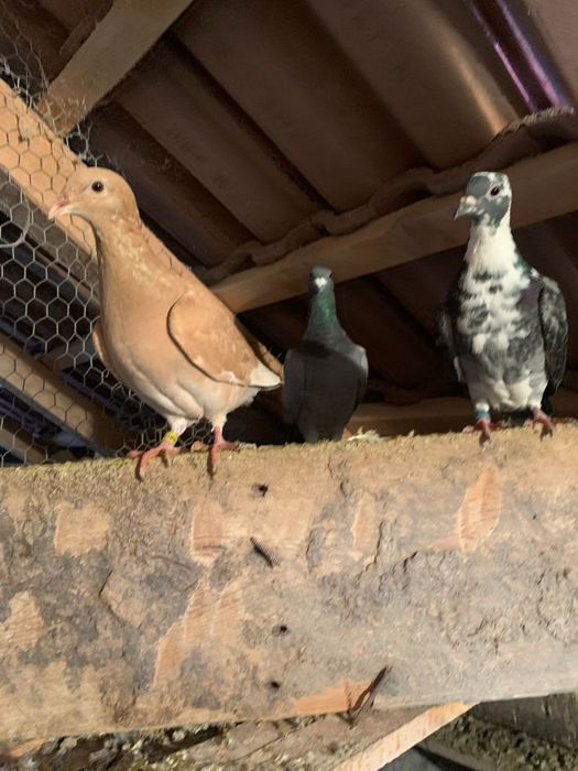 Vànd porumbei voiajori