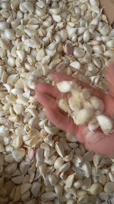 Vand usturoi de pus în pământ