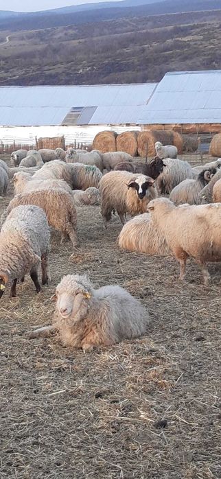 Berbeci breji originali