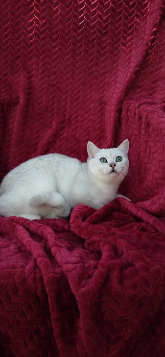 Pui pisica british shorthair chinchila silver