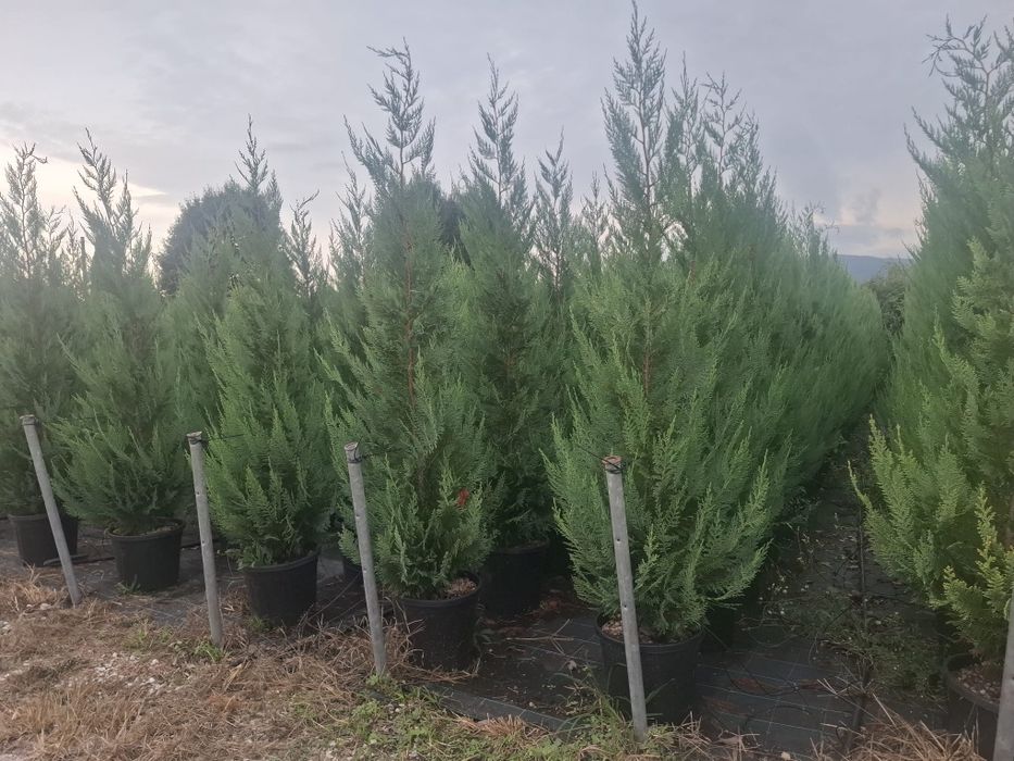 Vând tuia leylandii chiparos la ghiveci 2,50 3m