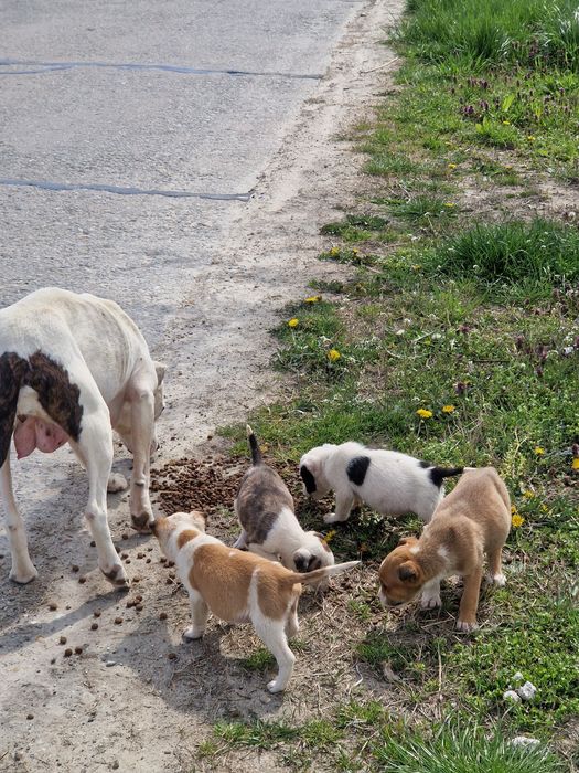 Adoptie catelusa cu 4 pui