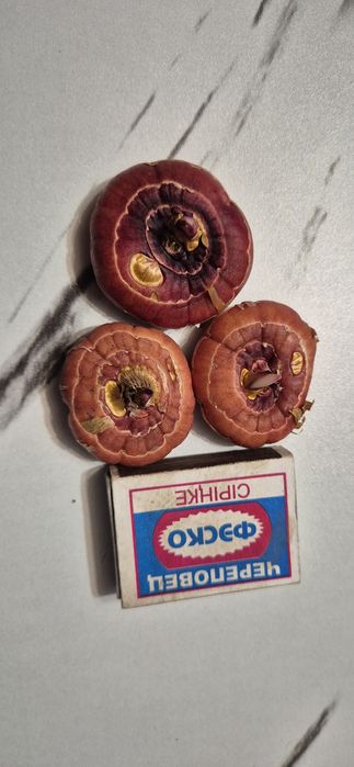 Луковицы Гладиоусов.