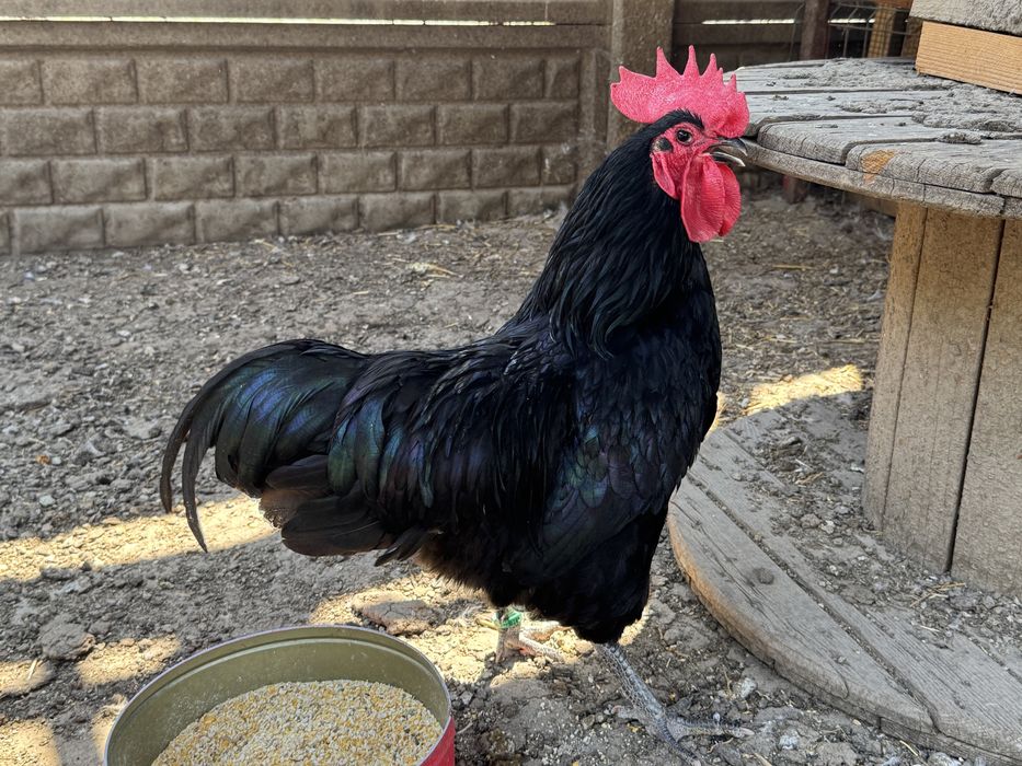 Cocos Australorp