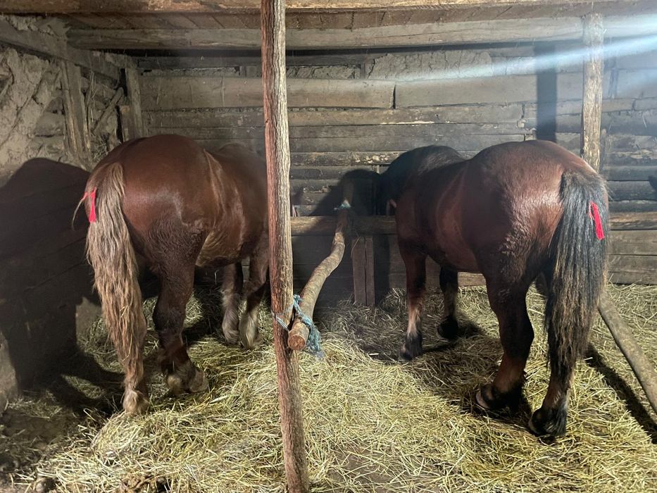 Vând 3 armăsari în vârstă de un jumate