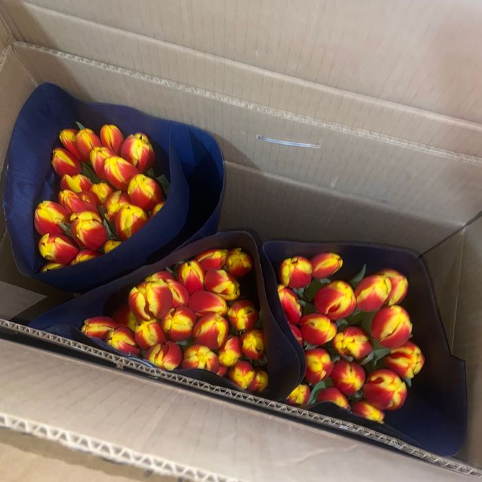 Тюльпаны свежие