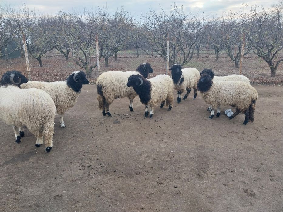 Oi frumoase de vinzare