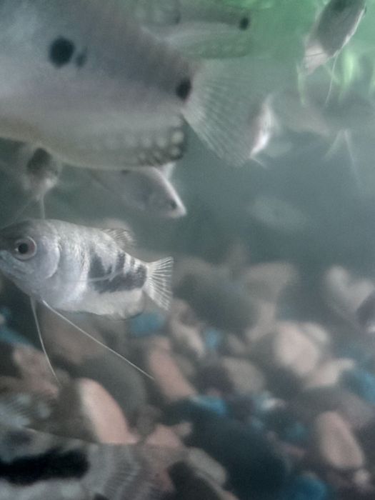 Аквариумные рыбки