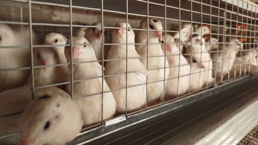 Bedana Beli gigant uruglangan inkubatsion tuxumlari sotiladi