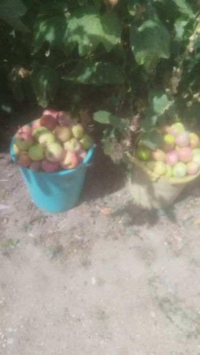 Яблоки местные антоновка