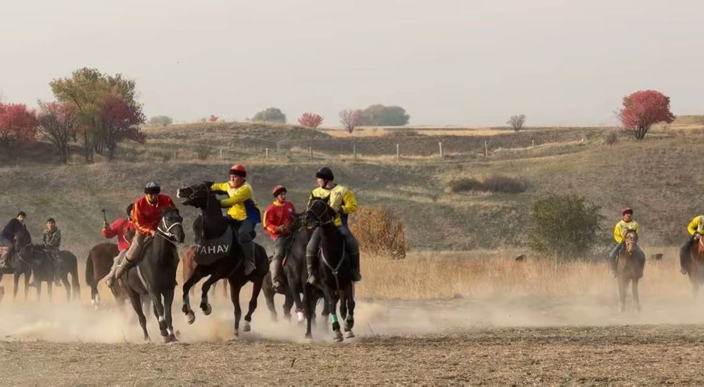 Айгыр сатылады..