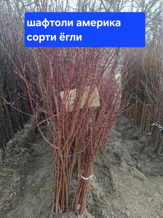 Барча турдаги кучатлар