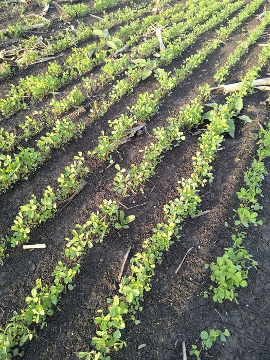 Samanta Lucerna Selectată si Descuscutata recolta 2025