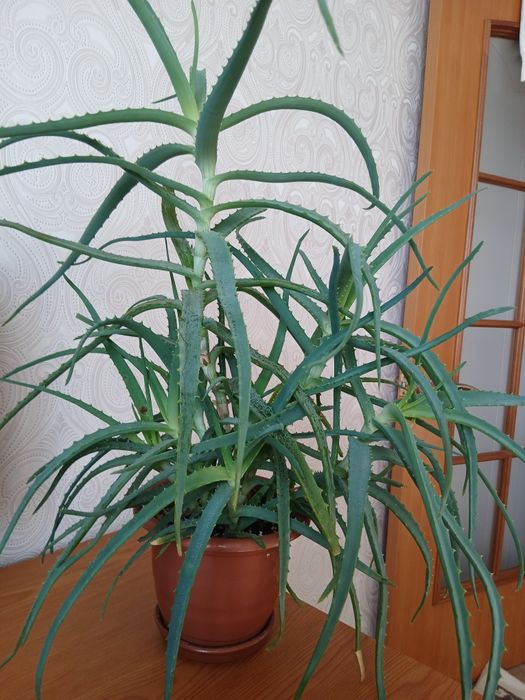 Лечебное древовидное алоэ