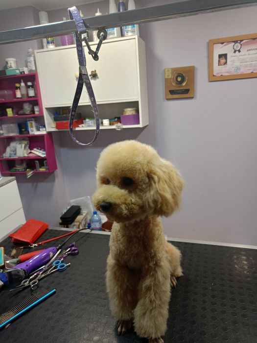 Продавам .Той-Мини пудел