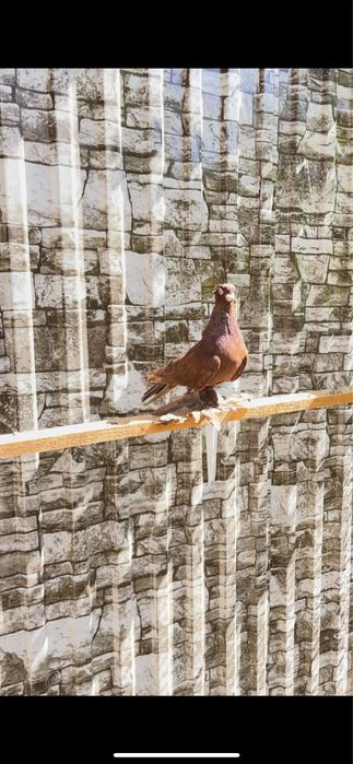 голубь красный молодой самец