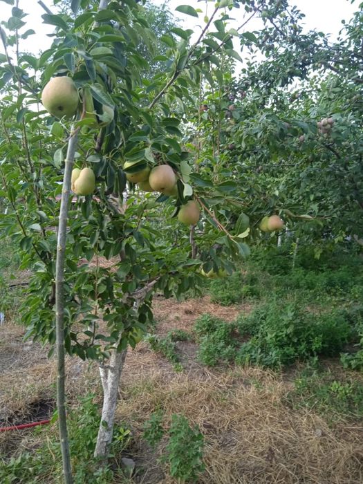 Срочно продается дом в Алматинской области