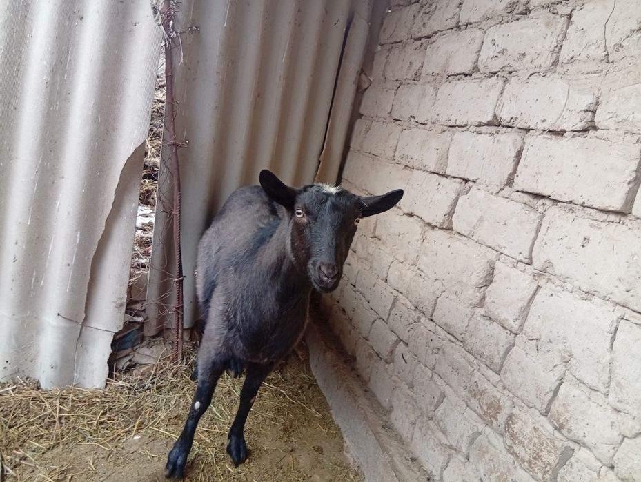 Алпиниски шыбыш сатылады