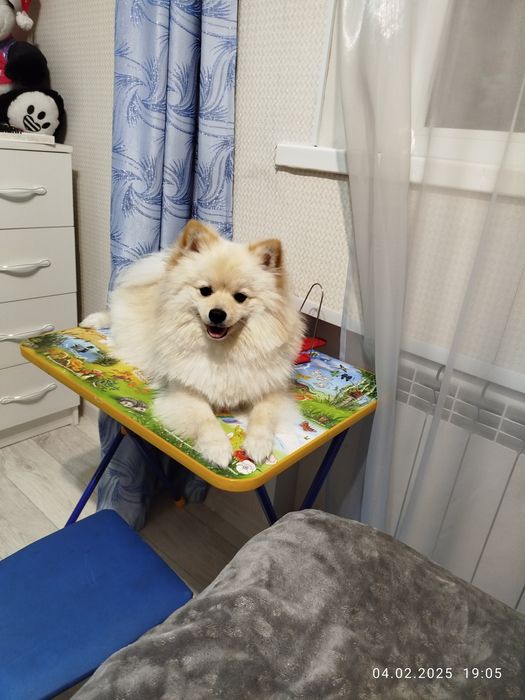 Немецкий Шпиц на вязку. Мальчик