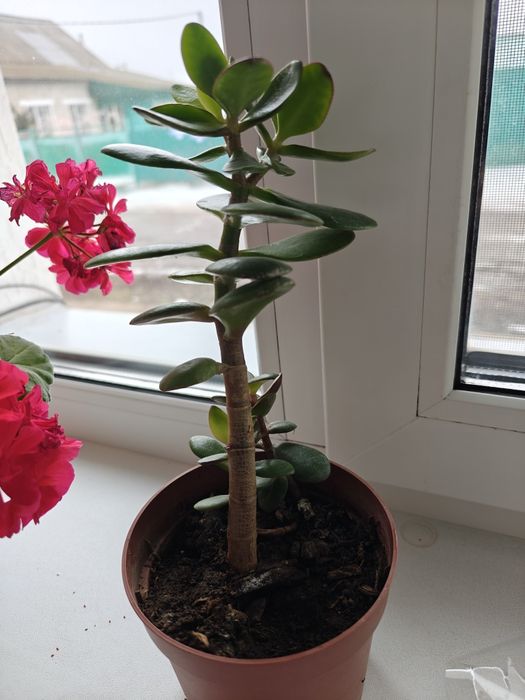 Продам денежное дерево.