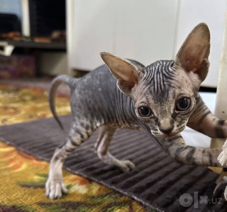 Котята сфинкс продаются
