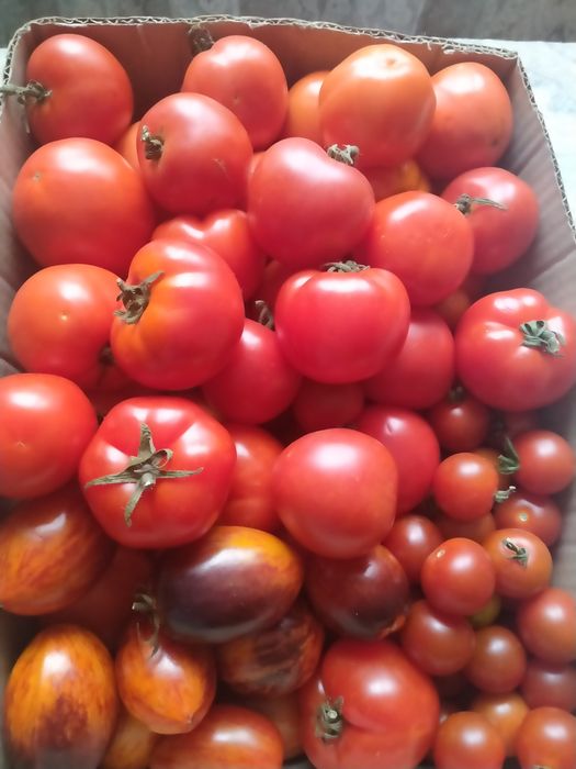 Продам дачные помидоры, чеснок