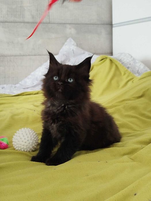 Малки Котенца Мейн Кун