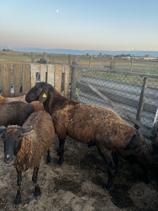 чистый Гисар писать на вацап