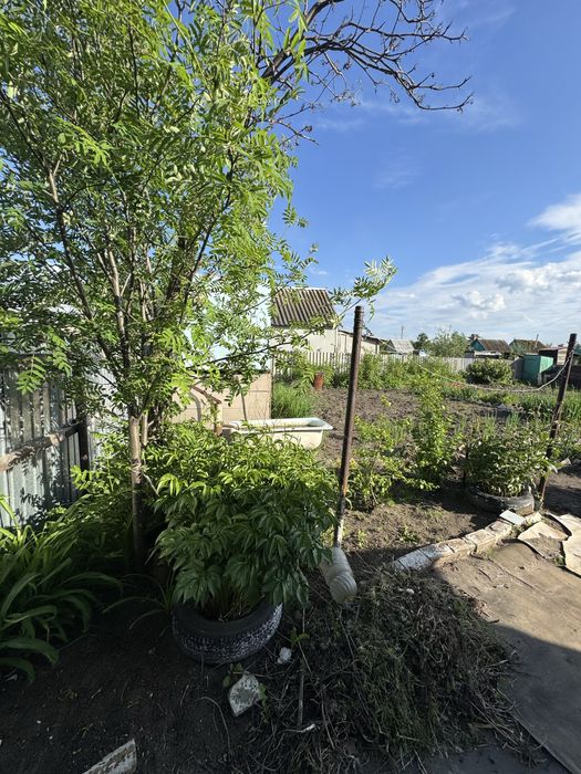 СРОЧНО Продам Дачу, на Белом ,сад.общество Сансевьера