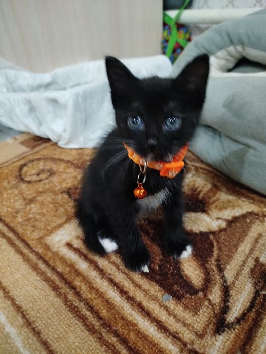 Отдам доброе руки!