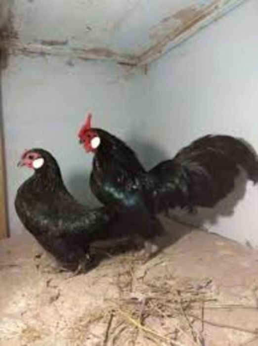 Куры карликовые бендамка