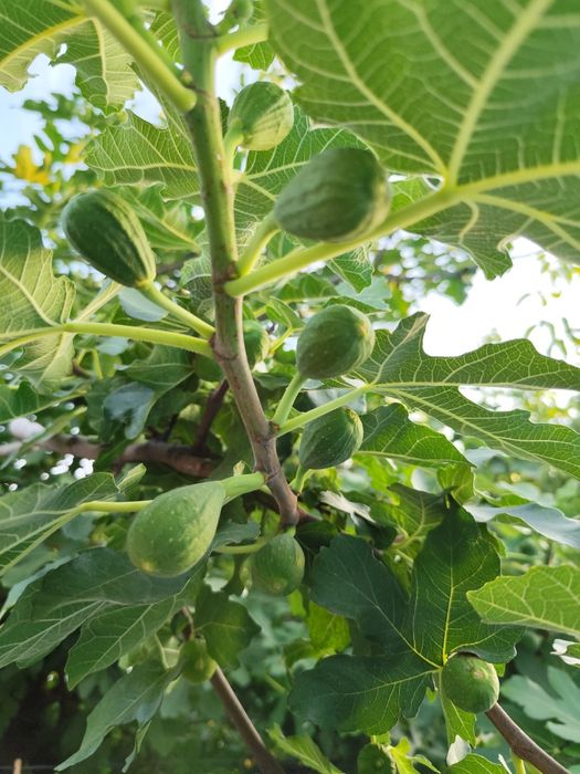 Leandru din semințe, plante leandri