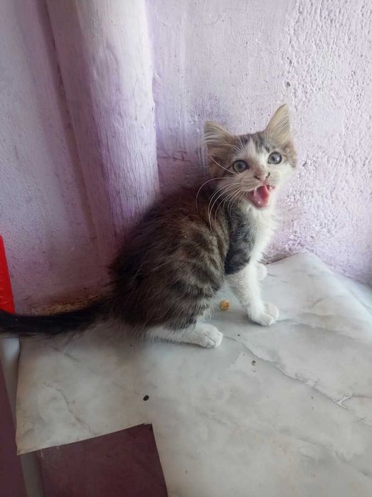 Подарявам малко мъжко котенце