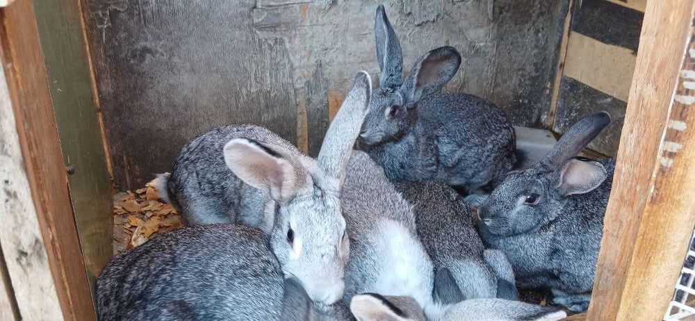 Кролики породистые (белый великан и шиншилла)