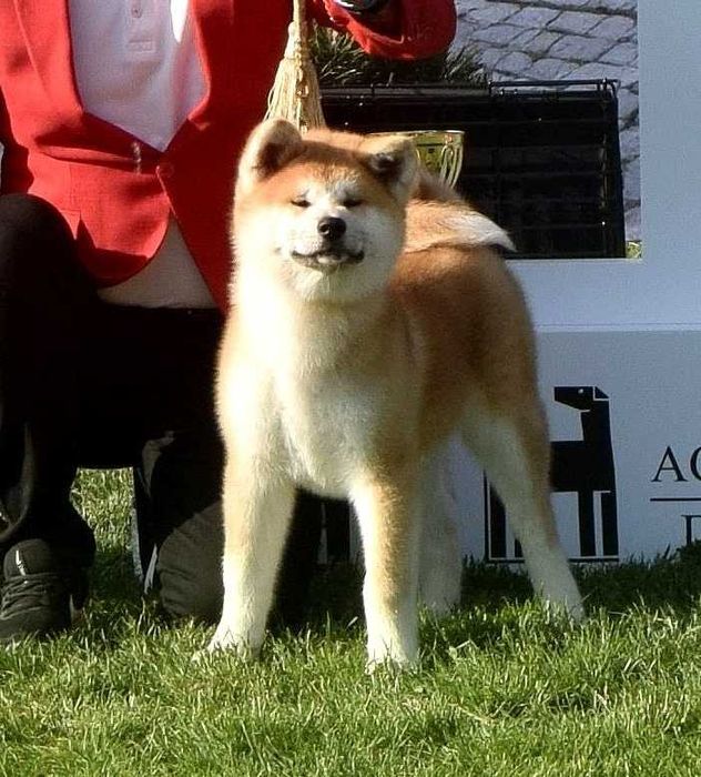Pui Akita inu, femelă, părinți multipli campioni!