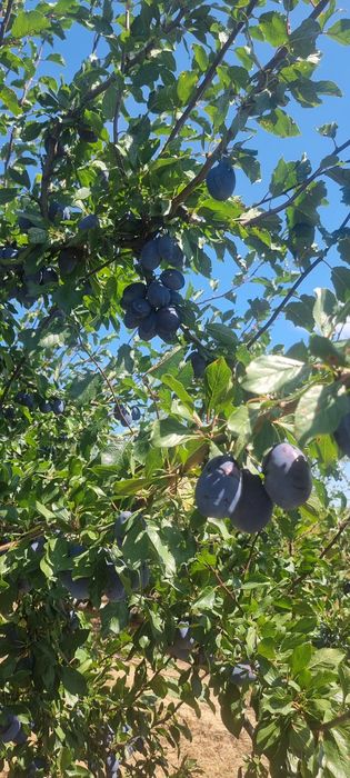 Prune  de vanzare