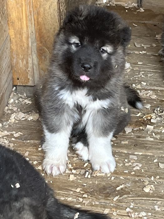 Щенки кавказской овчарки