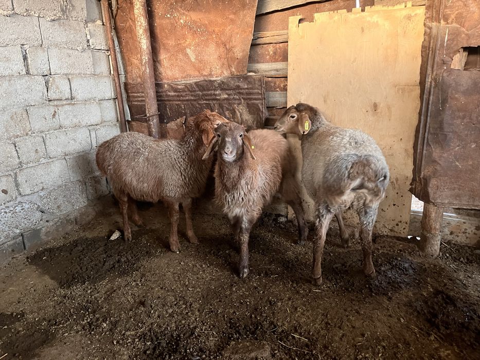 Водийдан кеган 10ойлик куйла